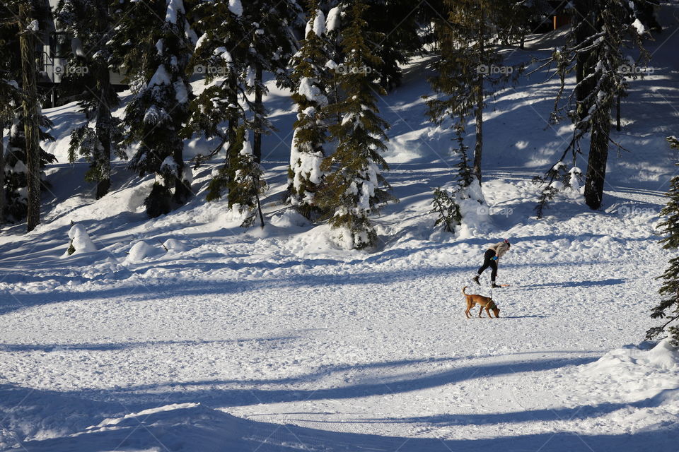 Young woman and a dog playing on snow on a bright winter day while sun is casting lights throughout the evergreens 