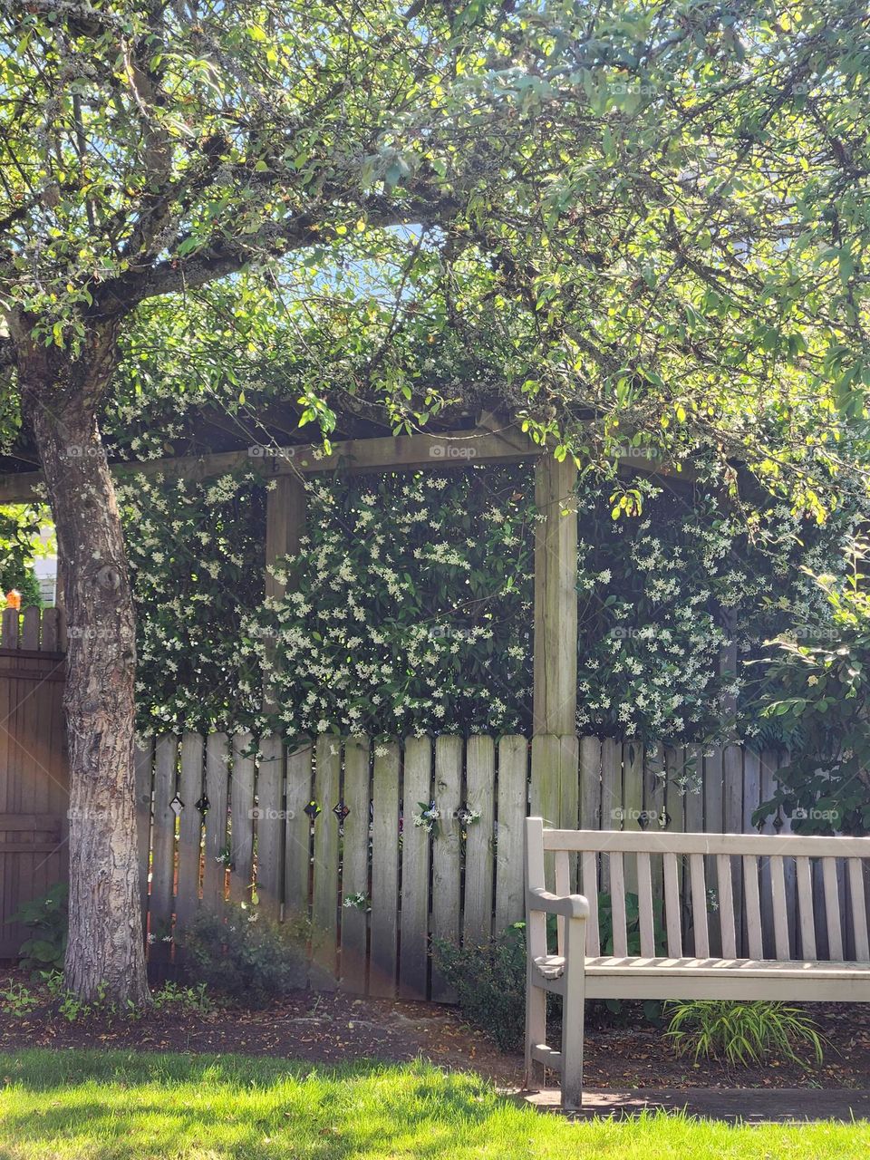 A quiet bench to sit and rest on in the shade under a tree by a floral fenced in Suburban yard in Oregon