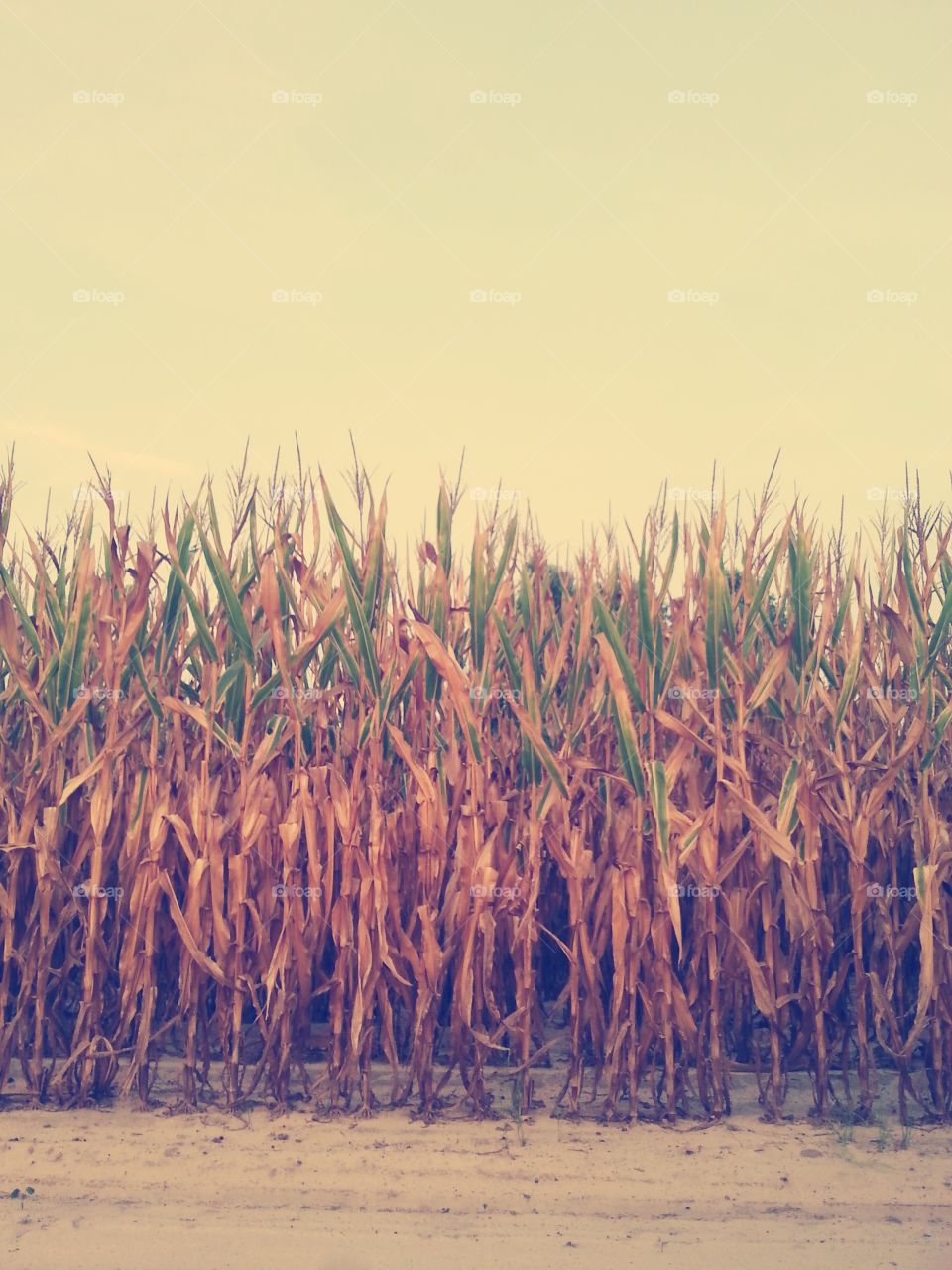 corn field. golden pretty corn field