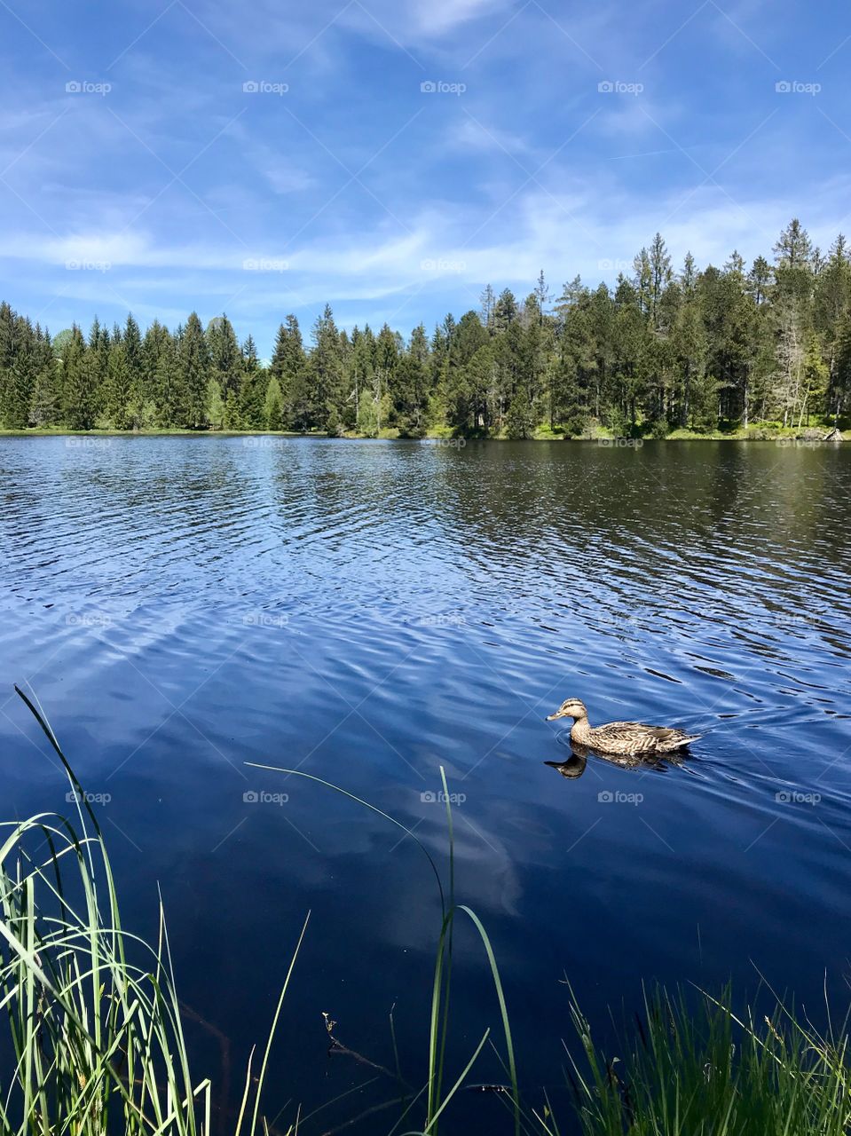 Étang de la Gruère