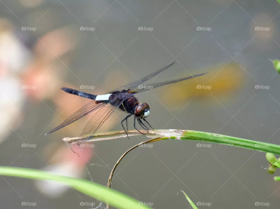 black dragonfly