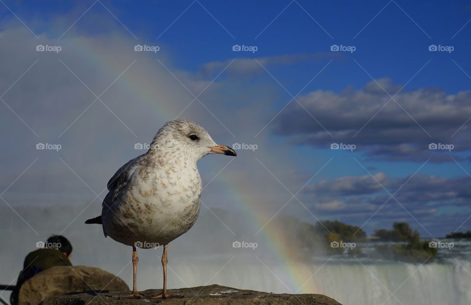 Seagull & rainbow 