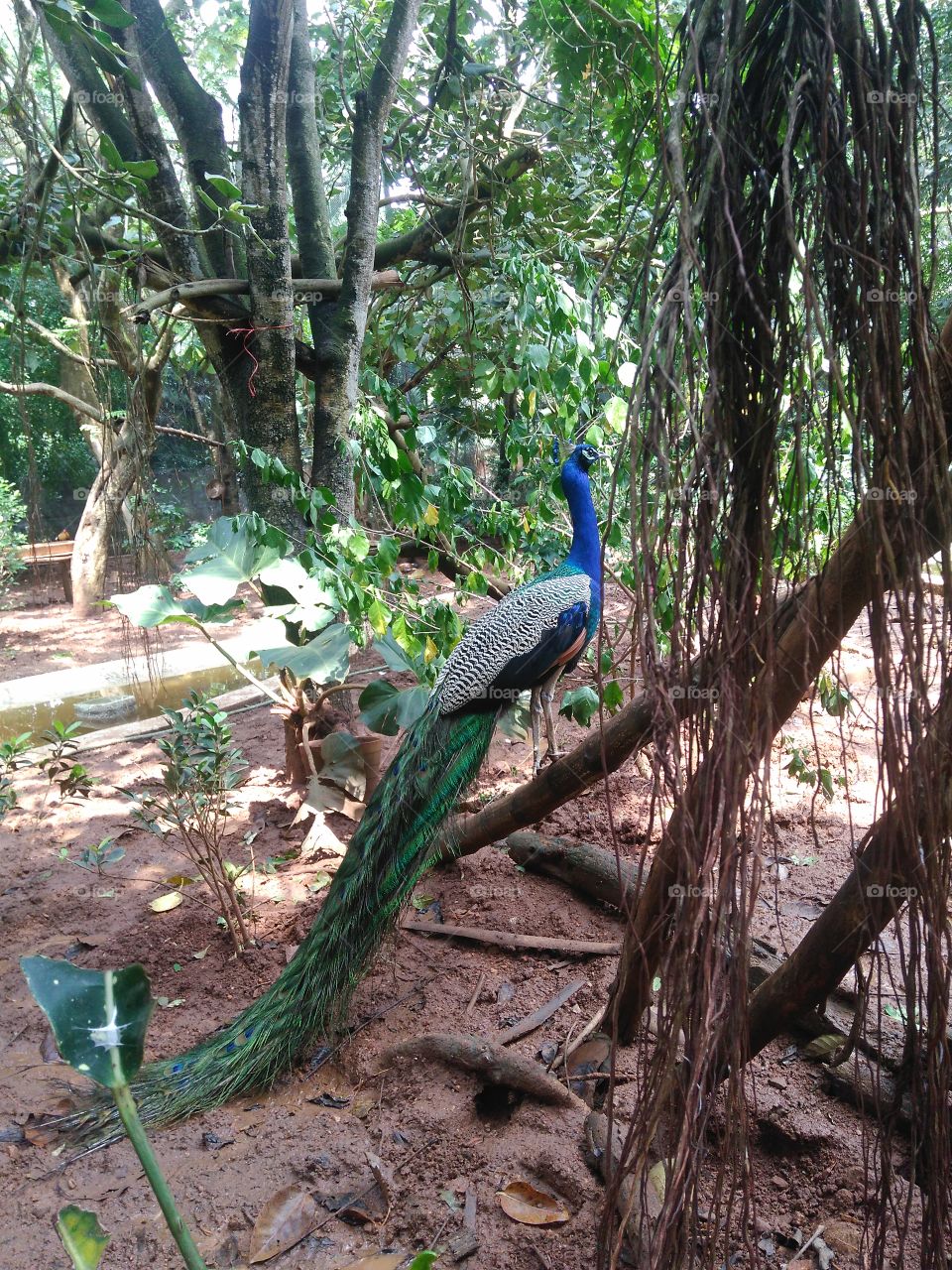 peacock