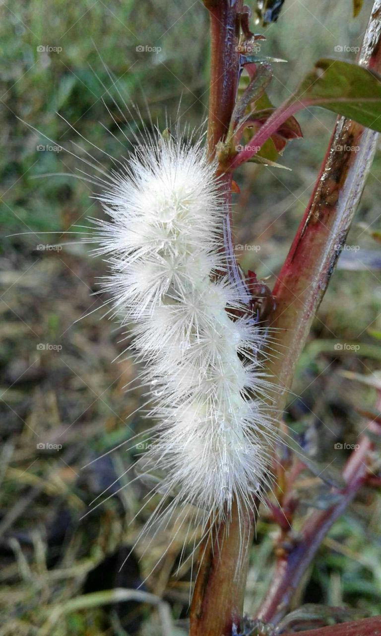 Caterpillar