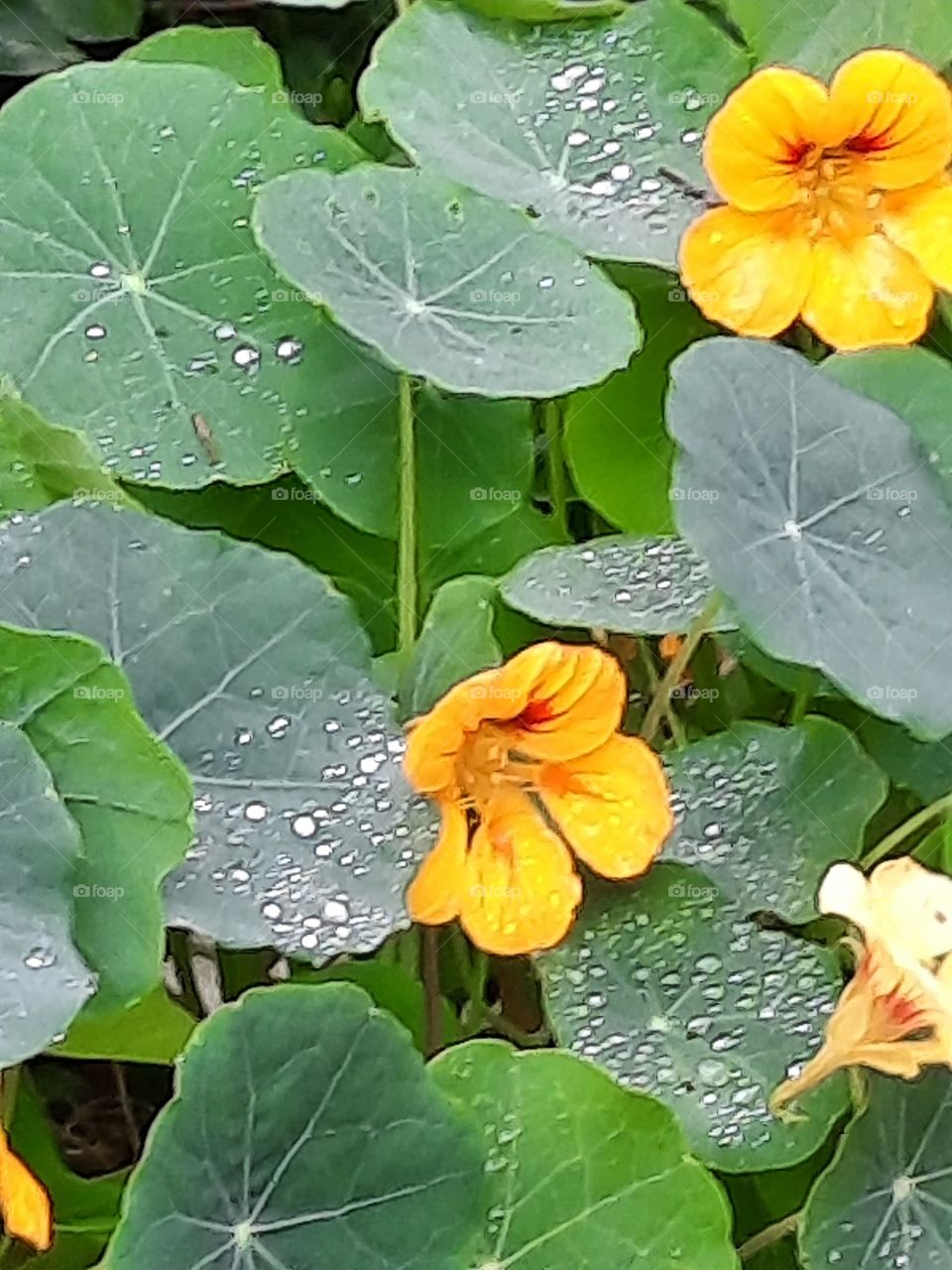 nasturtium flowers and leaves with dew drps