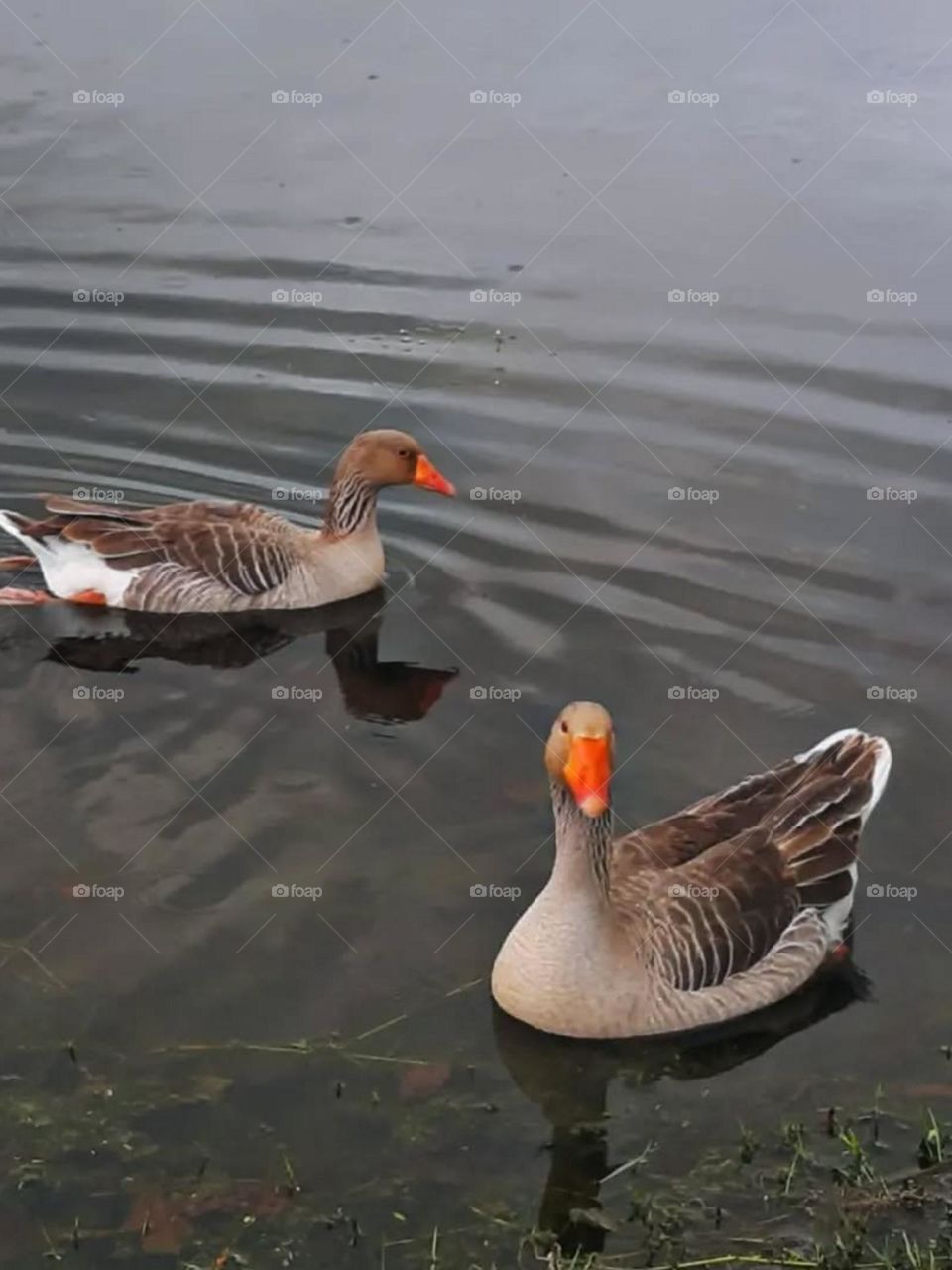 I love photographing birds, specially ducks. They always  struggle wading through the water but seems to be smiling..