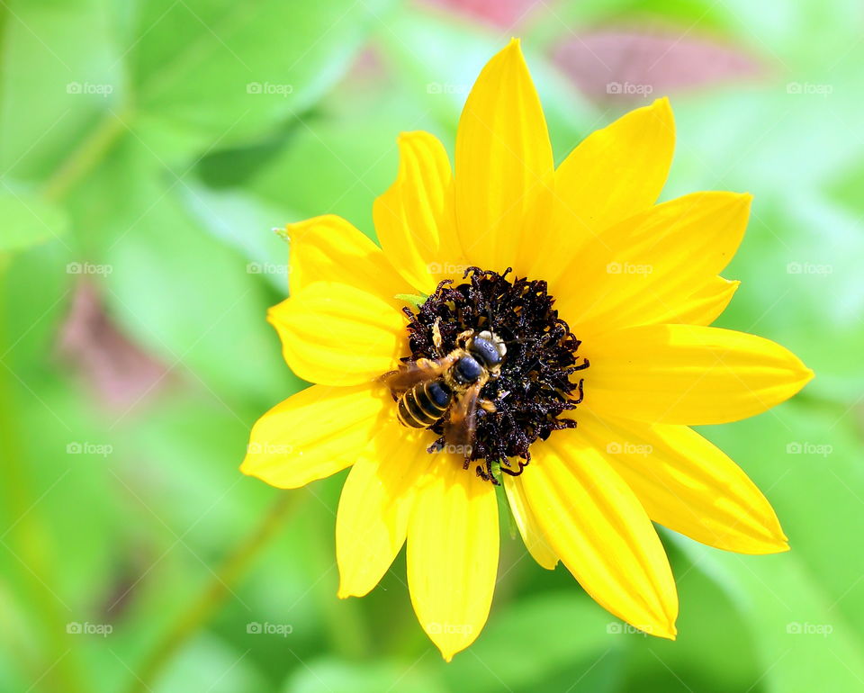 Honey bee in the middle of a bloomed yellow Spring flower, collecting pollens in Florida. 
