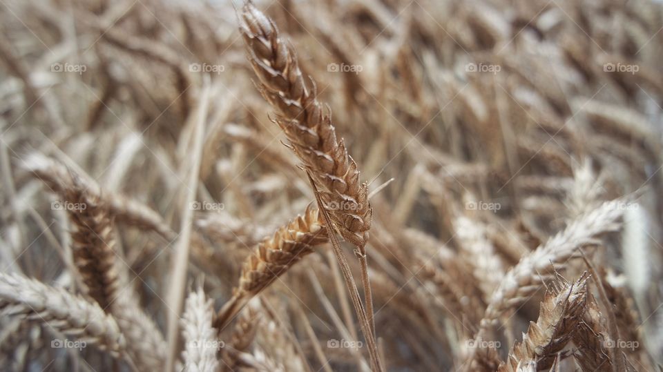 Wheat field 