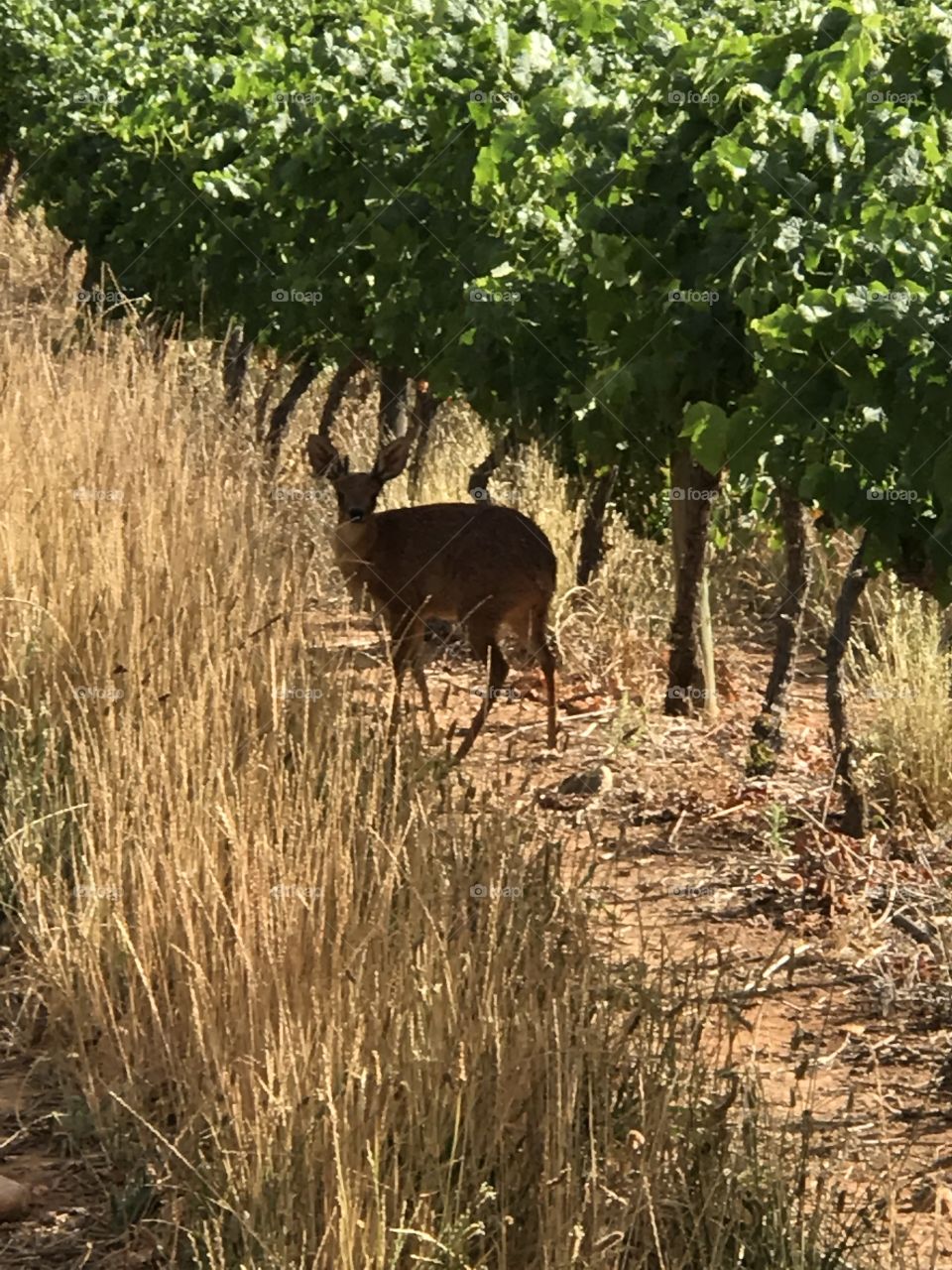 Deer in wineyard