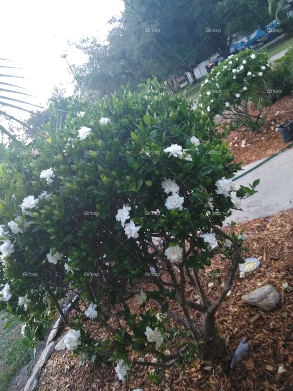 Gardenias