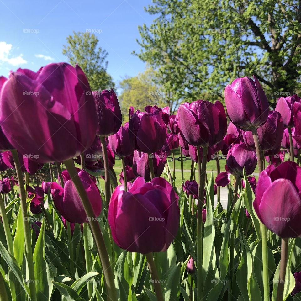 Purple Tulip Flowers at Washington Park Albany, New York
