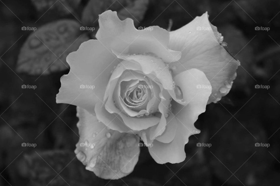 rose with raindrops in black and white