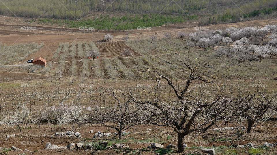 an orchard in spring
