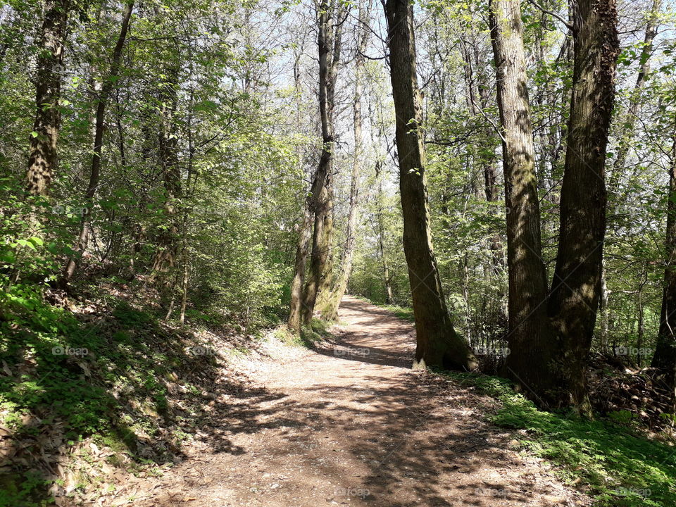 springtime in the wood