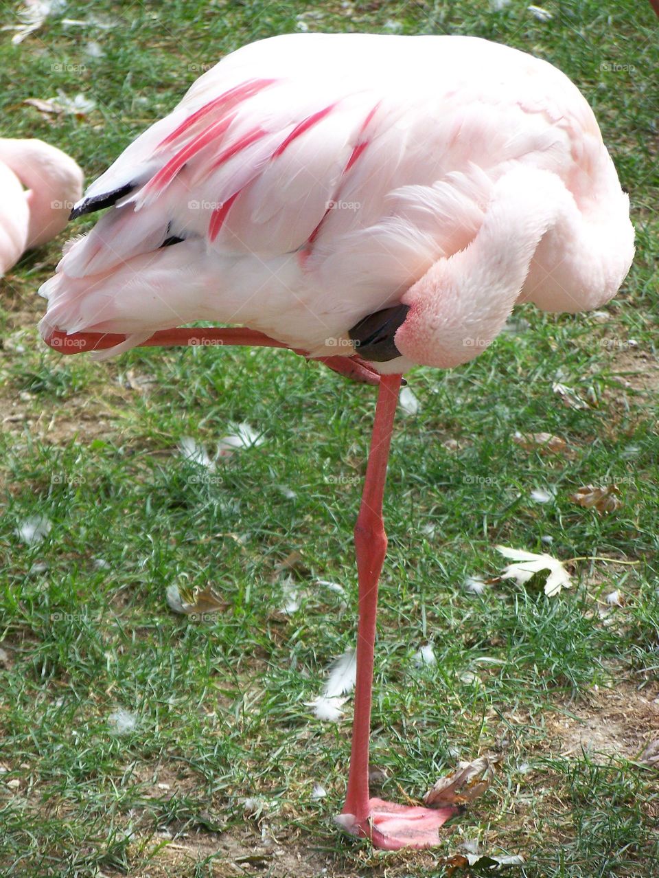 nice beauty bird pink