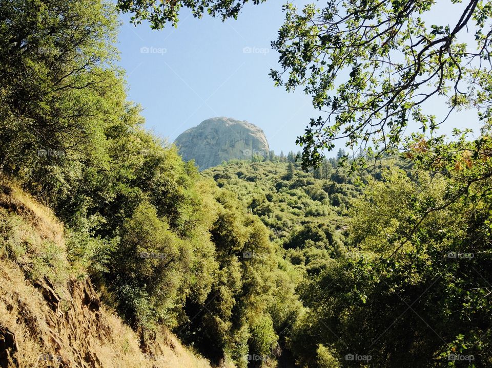 Gorgeous wooded area of various trees, shrubbery, and small creek running through it all! 