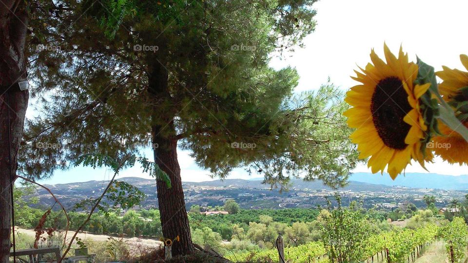 tree meets sunflower