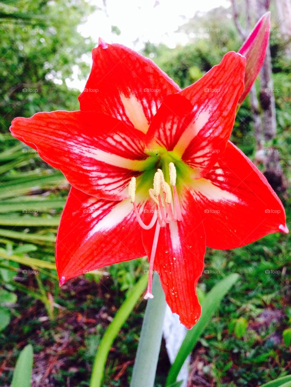 Red lilly