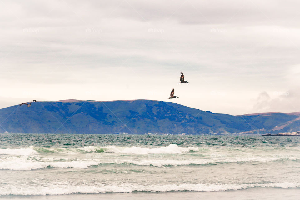 flying by the bay