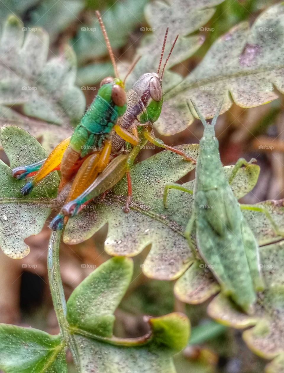 grasshopper