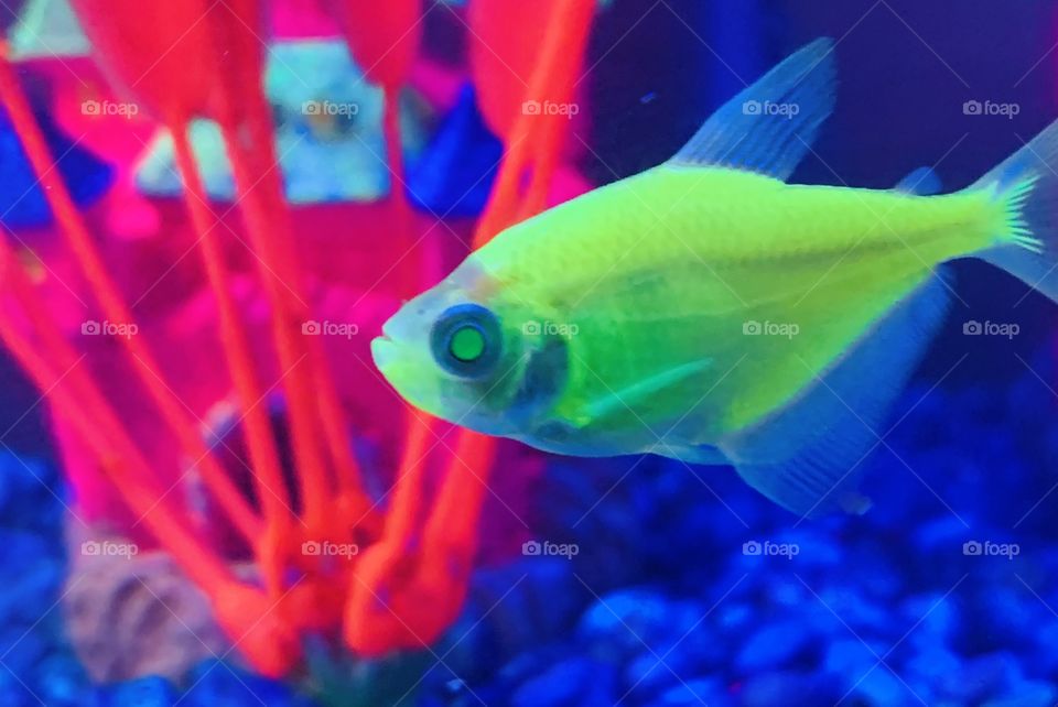 Neon tetra fish 