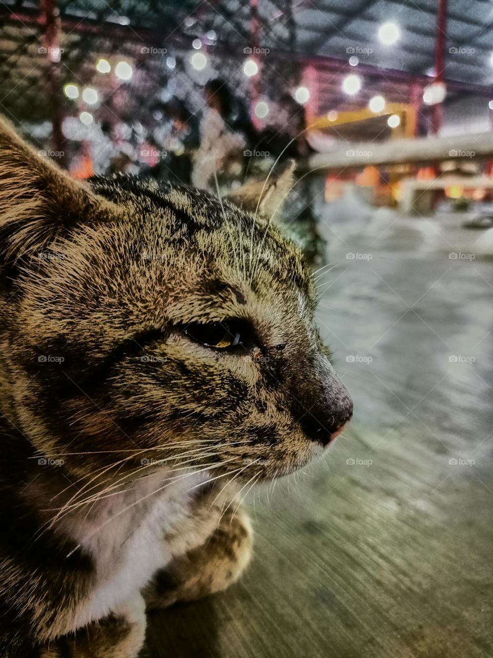 Stray cat keep calm on the alley