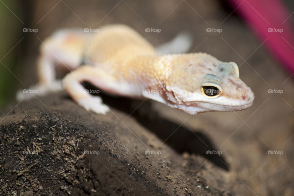 Leopardo gecko 