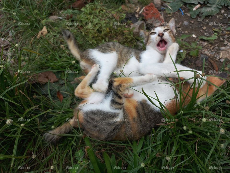 Cute kitten playing in the grass