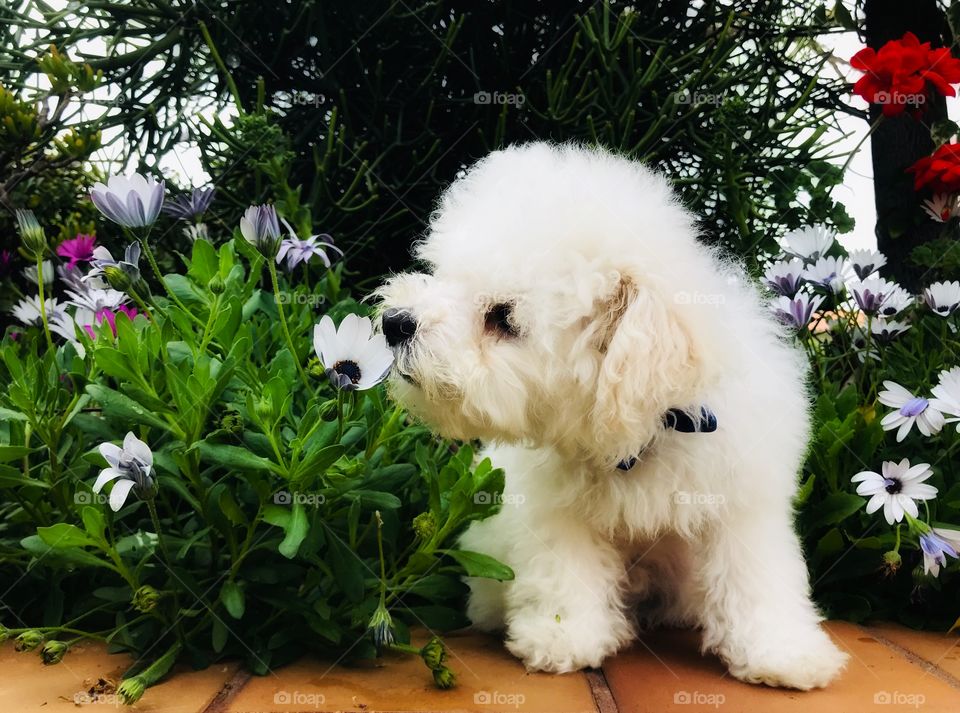 Bichon puppy, fluffy and white, sniffing flowers in the colorful, blooming garden.