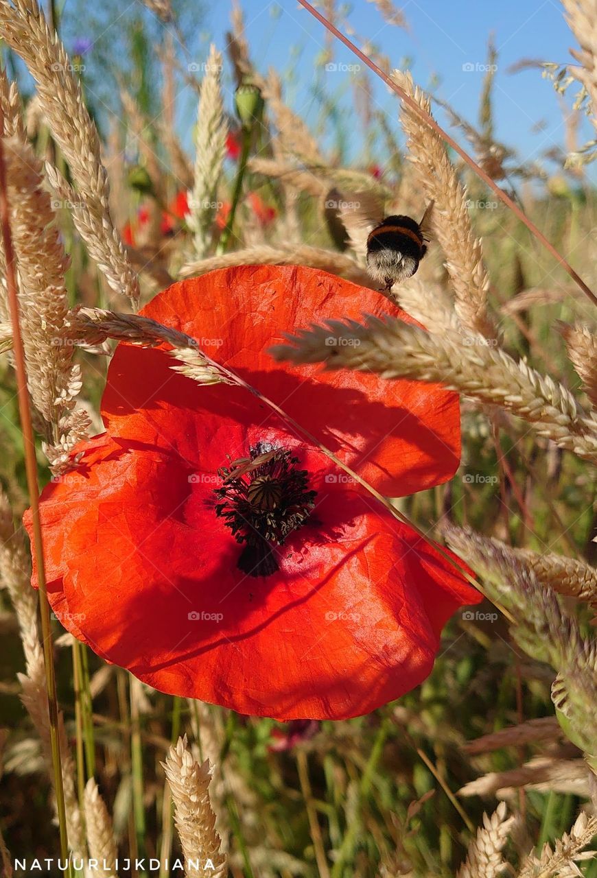 poppy's and bees