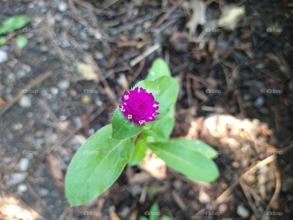 Globe amaranth