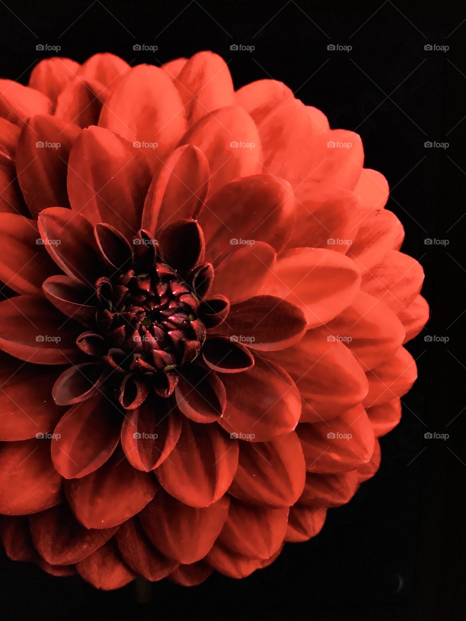 Red flower