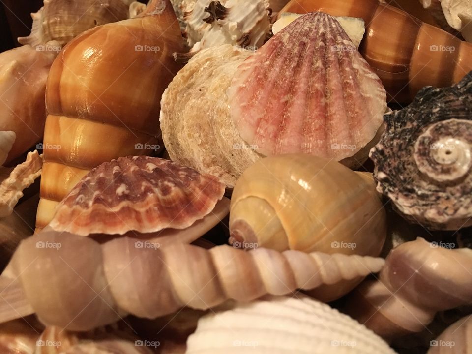 Shells