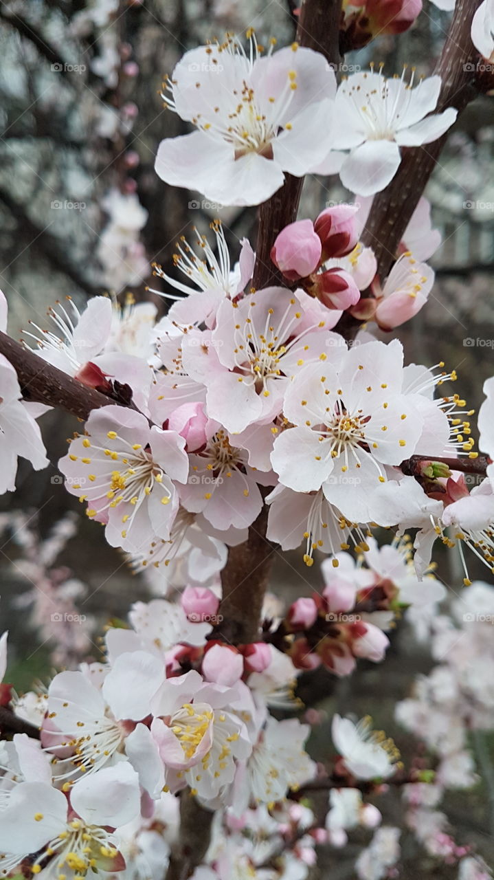 blossoming apricot flowers branch