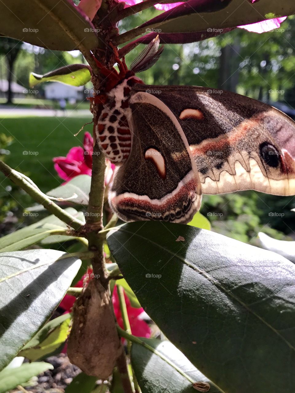 Moon moth and cocoon with sun shining bright on wings