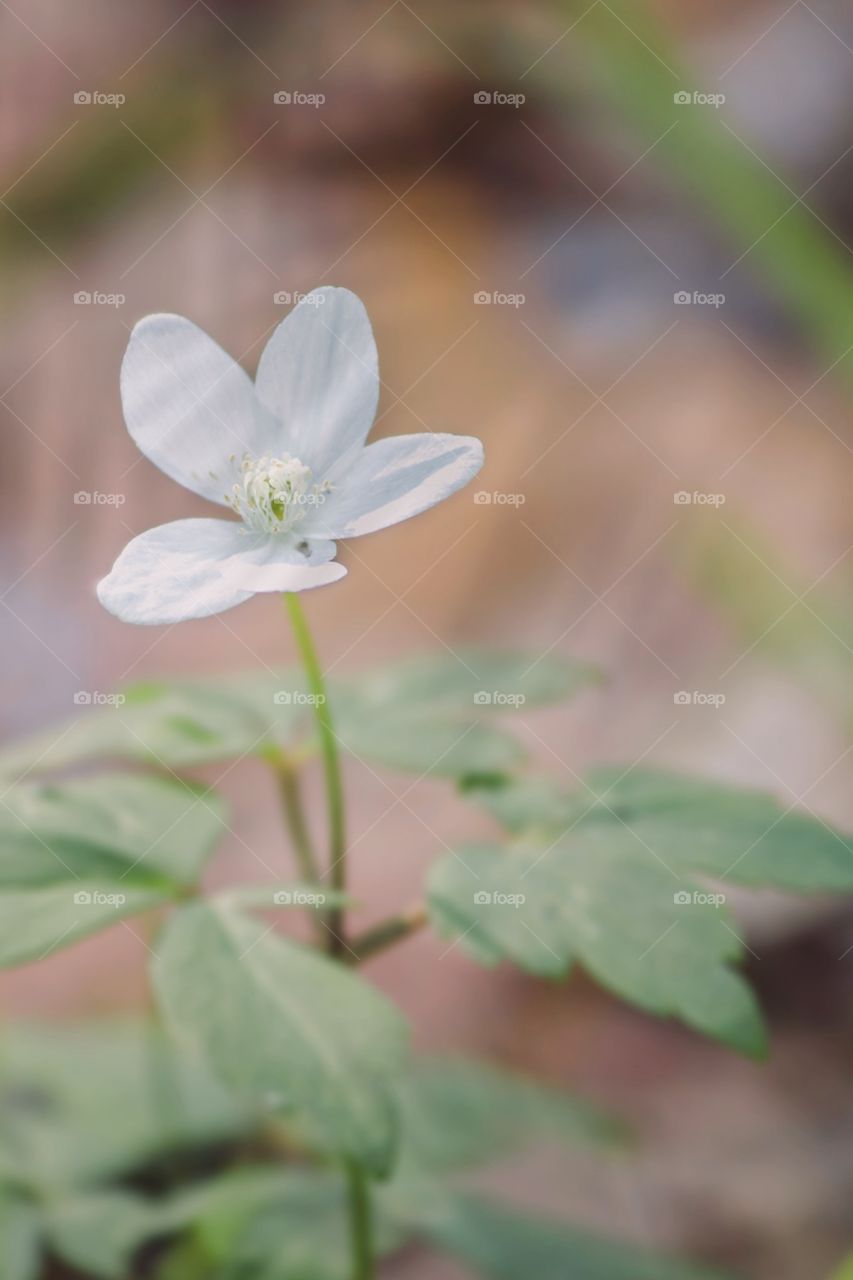 First bloom of spring 