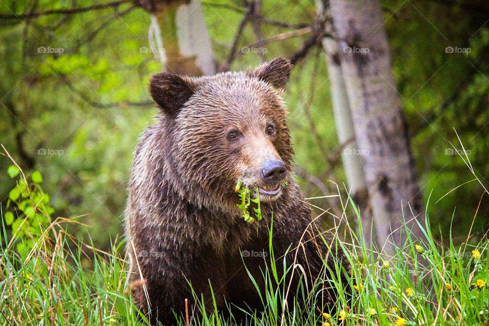 grizzly bear eating flowers