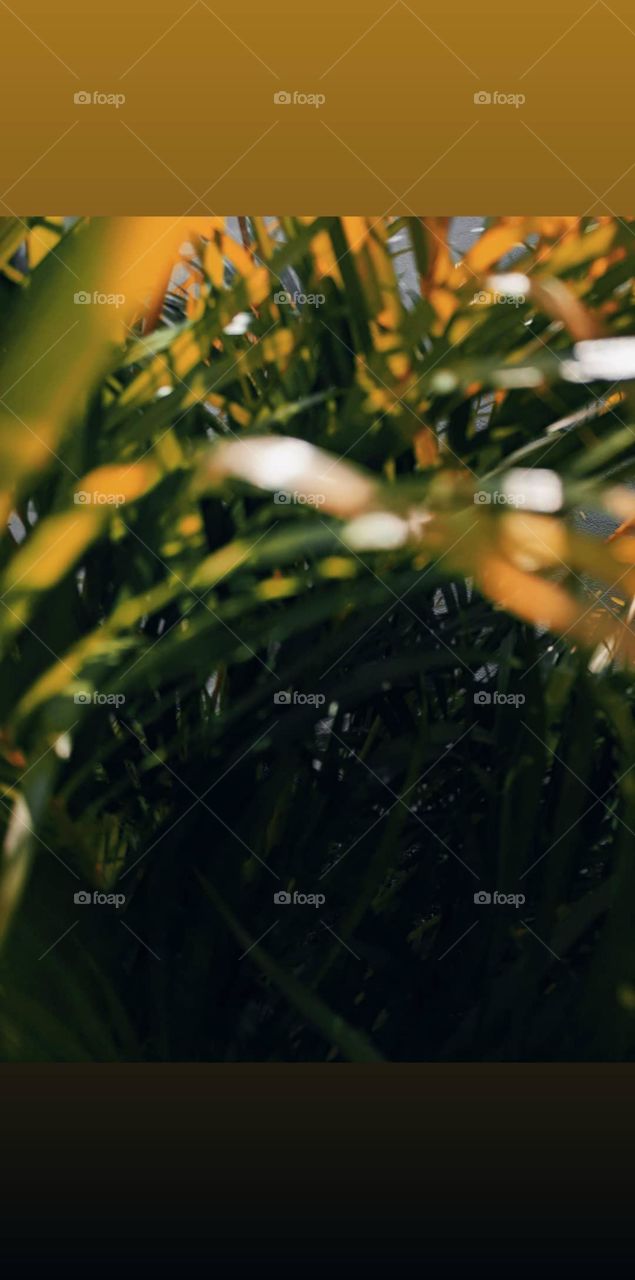 summer leaves like floating