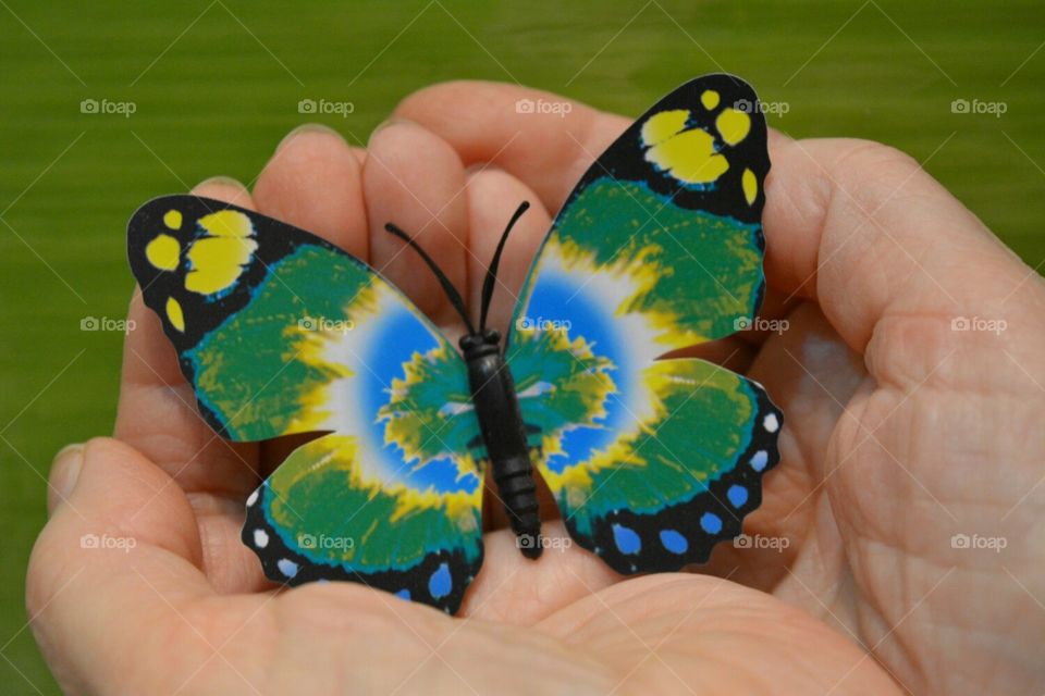 Butterfly, Nature, No Person, Insect, Outdoors