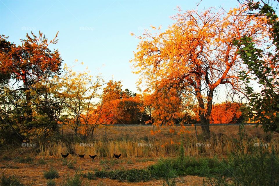 Autumn Beauty