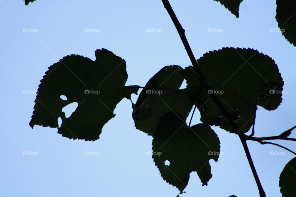 Tree leaves