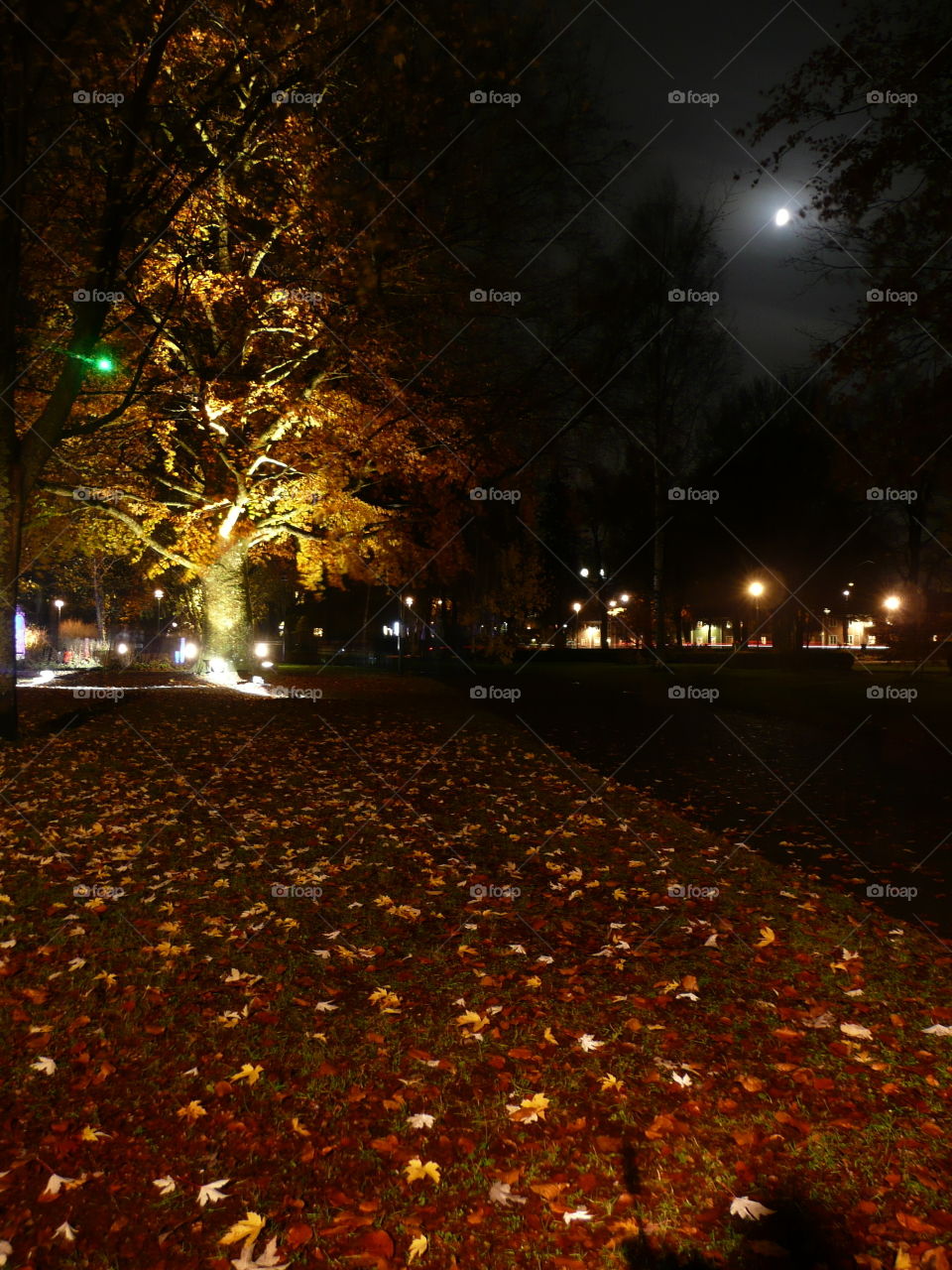 Lightning tree in the fall . Lightning on a tree in the fall 