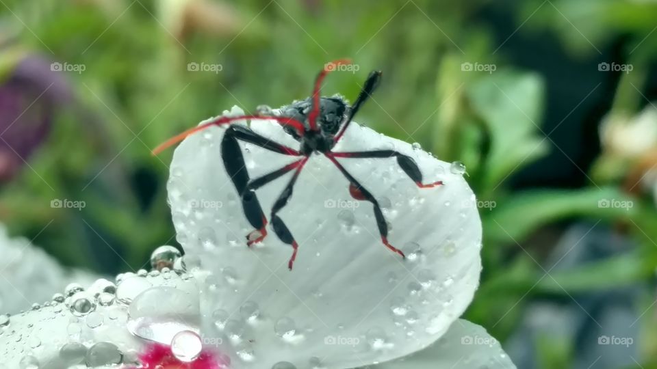 Nature, Insect, Outdoors, Flower, No Person