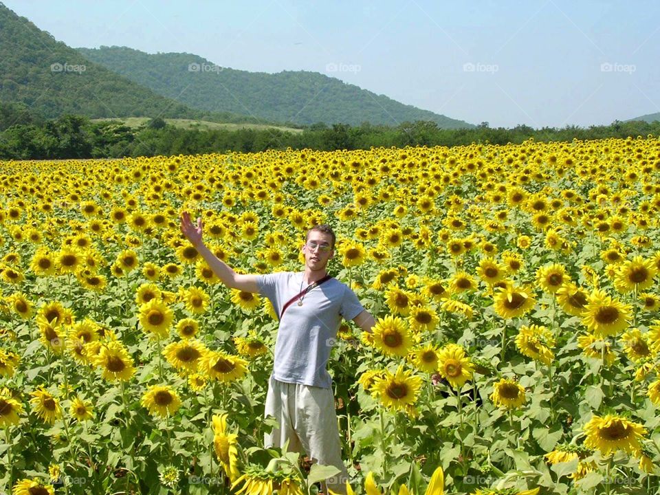Among the sunflower