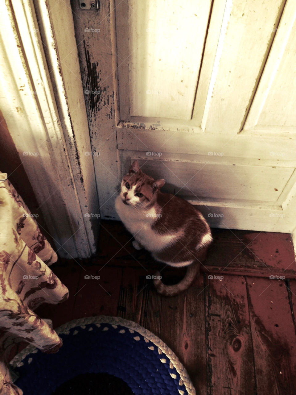 Cat waiting next to the doors. 
