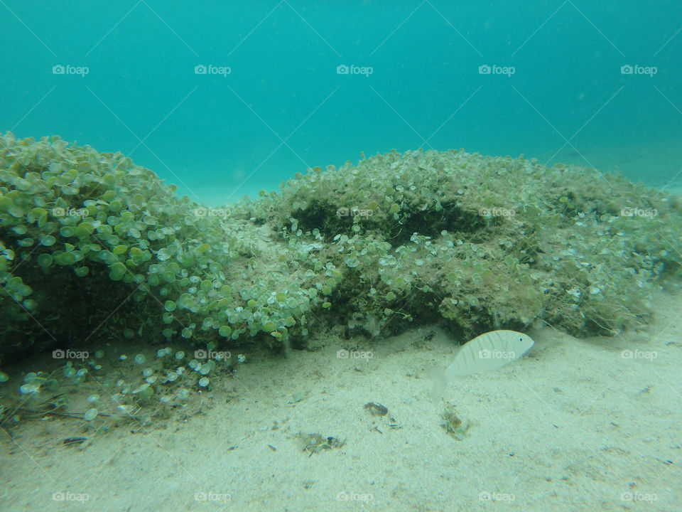 reef underwater. reef below the surface,underwater photo