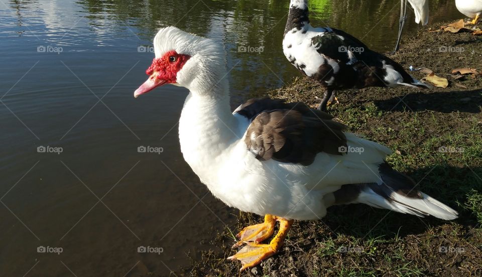 Male duck near a pond