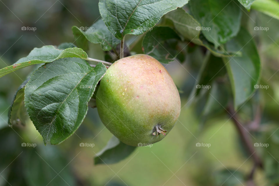 apple on tree