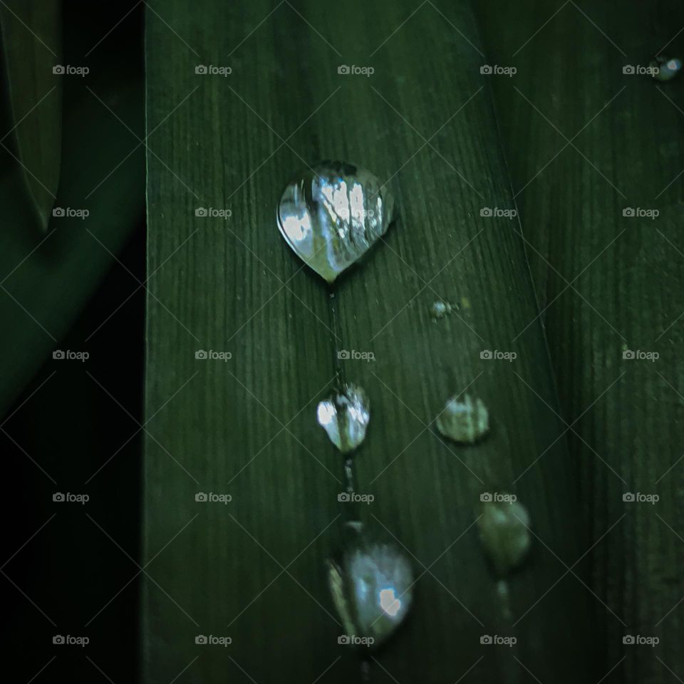 Through raindrop to leaf