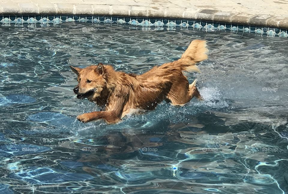 Dog running in water. 